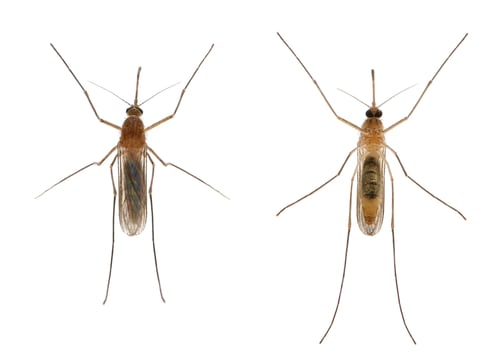 Preview: Common house mosquito - Culex pipiens