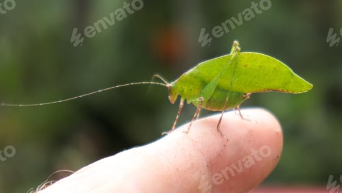 Vibrant Green Katydid on Person's Finger Outdoors