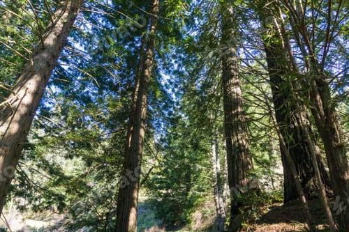 Preview: Redwood trees (Sequoia sempervirens) forest, California
