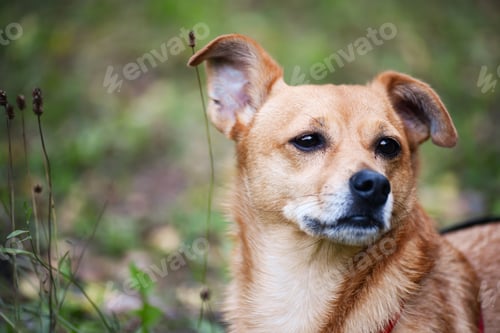 Preview: Portrait of a light orange toy terrier dog looking sadly into the distance
