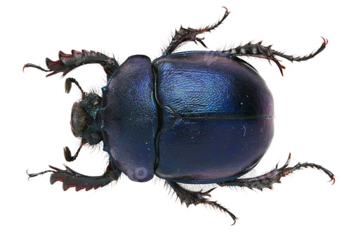 Preview: Beautiful insects collection of Geotrupidae