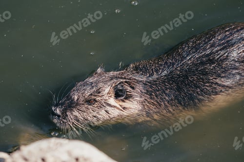 Preview: Coypu swimming in green water close up wildlife animal detail natural habitat