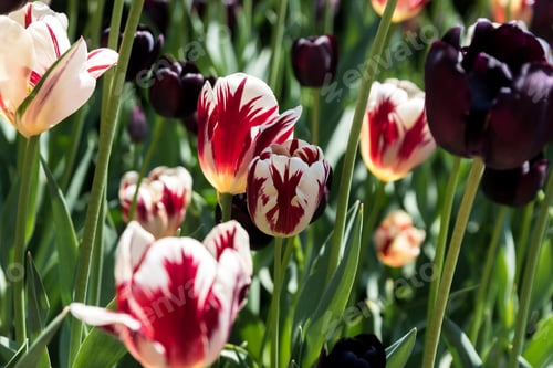 Preview: Beautiful Flowers In A Botanic Garden On A Bright Spring Day