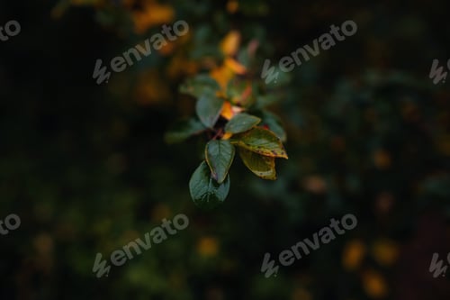 Preview: Close up image of orange autumn leaves at soft light.