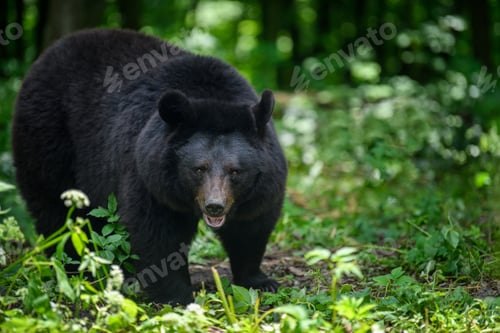 Preview: Asiatic black bear (Ursus thibetanus) in summer forest. Wildlife scene from nature