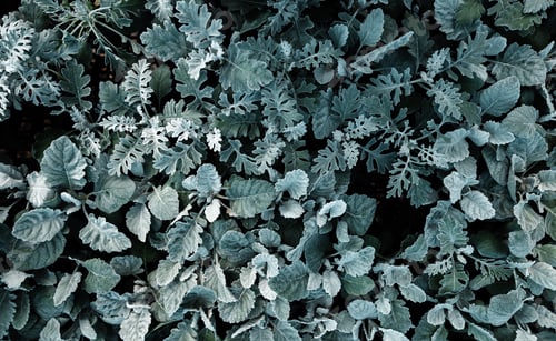 Preview: early spring leaf background