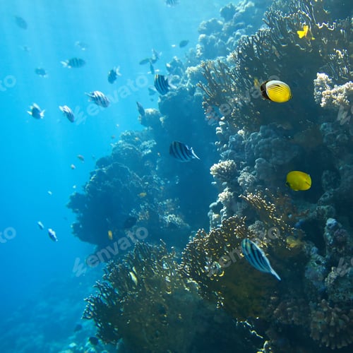 Preview: Coral reef