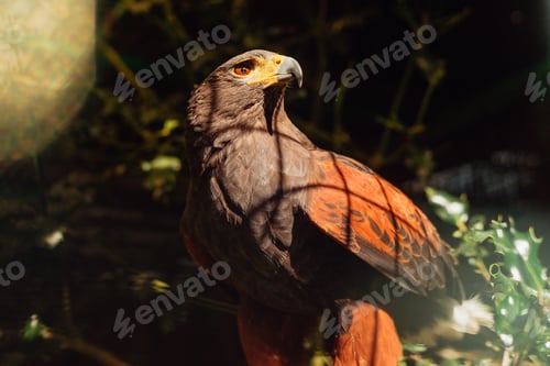 Preview: Harris Eagle perched on a branch
