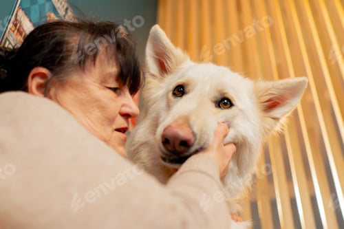 Preview: Swiss Shepherd sits near the hostess in a cafe communication and warm hugs on yellow sofa