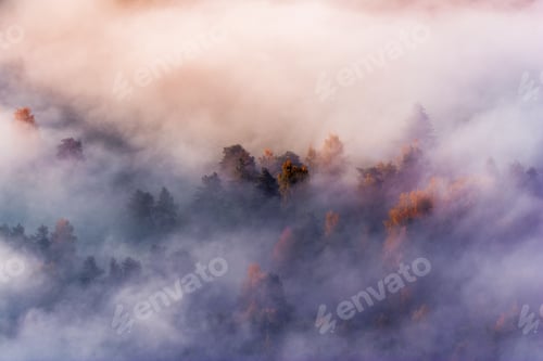 Preview: Autumn fog between the trees