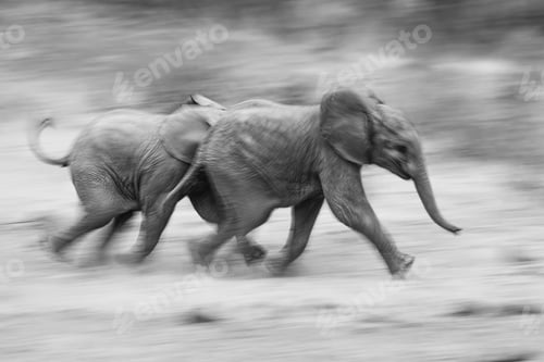 Preview: Two elephant calves, Loxodonta africana, run together, motion blur, in black and white