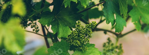 Preview: Blooming grapes in the garden. selective focus.