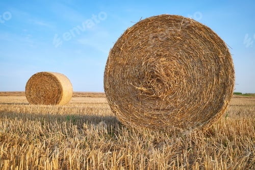 Preview: A field with hay bale at sunset.