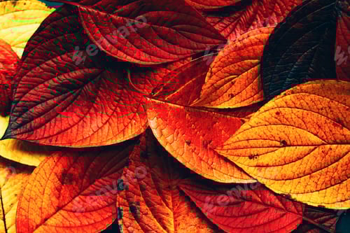 Preview: Red and orange bright autumn leaves backgrounf