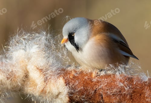 Preview: Bearded reedling, Panurus biarmicus. The male bird fluffs up the cattail