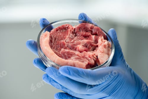 Preview: Gloved hands of contemporary scientific researcher holding petri dish with meat