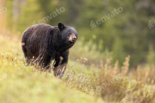 Preview: Close-up shot of a black bear walking through a grassy field with a blurred green background