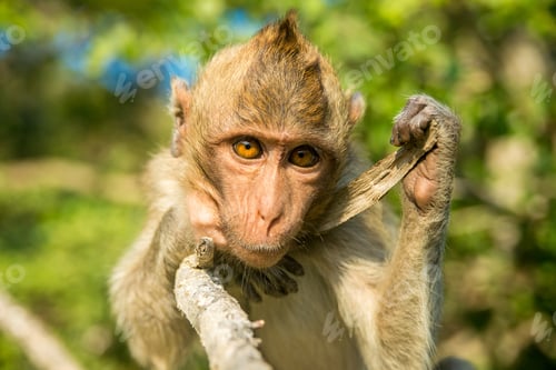 Preview: Portrait of monkey in the wild