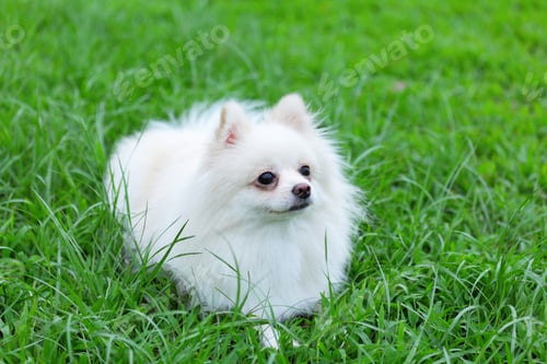 Preview: White Pomeranian dog