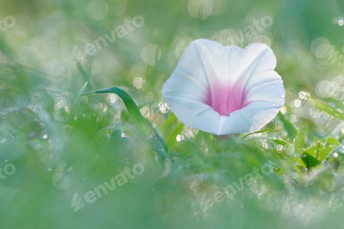 Delicate White Flower in Green Meadow