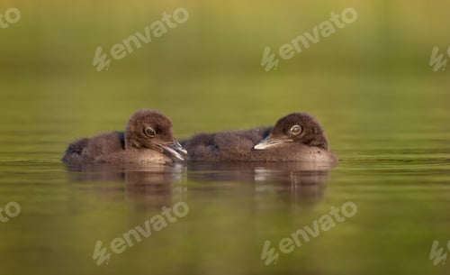 Preview: Common Loon Family on a Lake