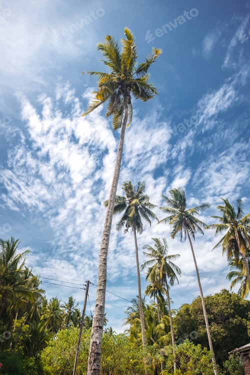 Preview: BORNEO / SARAWAK / MALAYSIA / JUNE 2014: