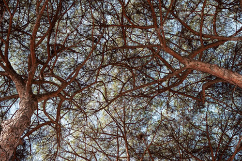 Preview: Background of trees and blue sky in Rome city