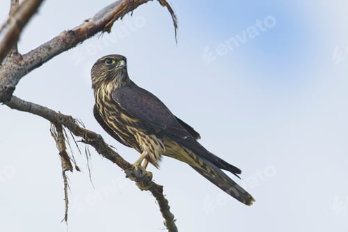 Preview: Small alert Merlin in a tree.
