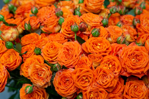 Preview: close-up roses texture natural top view