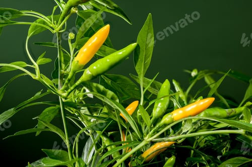 Preview: Golden Cayenne Pepper on a green background