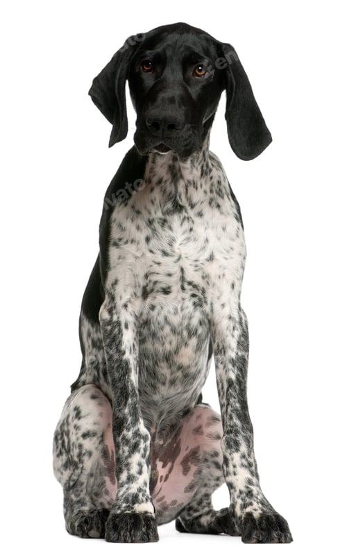 Preview: German Shorthaired Pointer puppy, 4 months old, sitting in front of white background