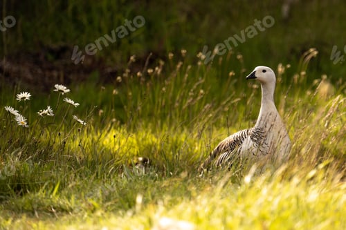 Preview: Closeup of a goose standing in a green field