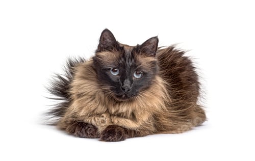 Preview: Brown lying down Crossbreed cat, isolated
