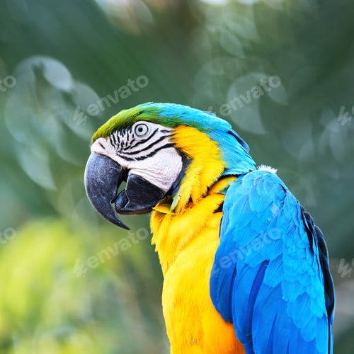 Preview: Blue and Gold Macaw