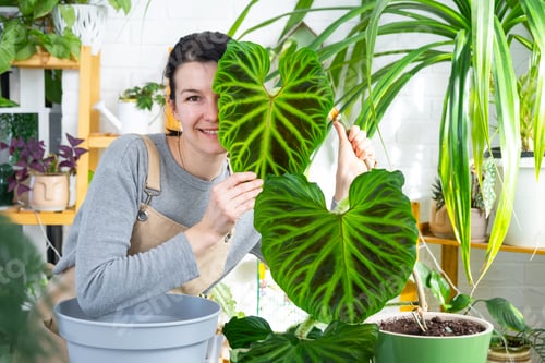 Preview: Woman in apron holds large striped philodendron leaf and Caring for potted plant, Transplanting and