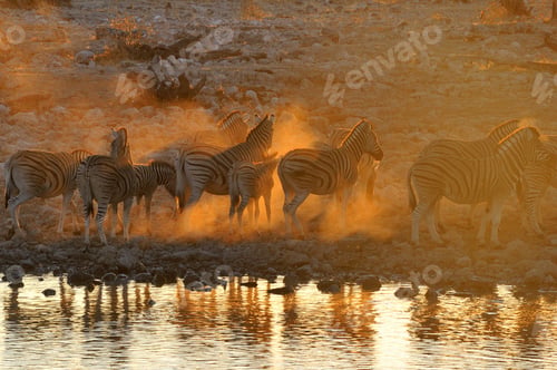 Preview: Zebra sunset at Okaukeujo, Namibia