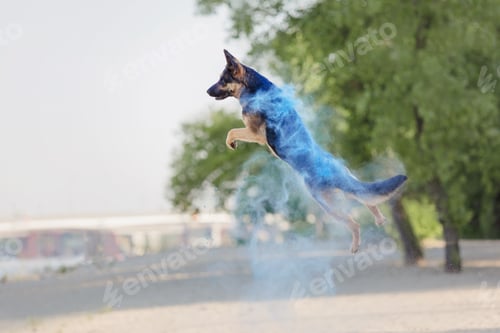 Preview: German shepherd dog playing on the beach with holi colors. Holi festival. Dog holi photo.