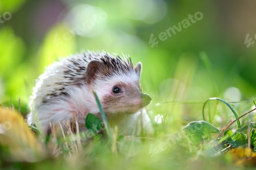 Preview: Small african hedgehog pet on green grass outdoors on summer day.