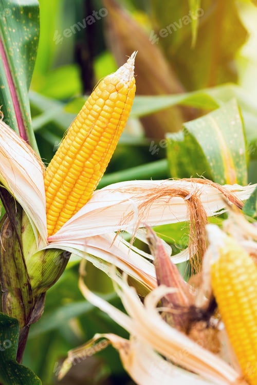 Preview: Corn farm on hill with blue sky and sunset background