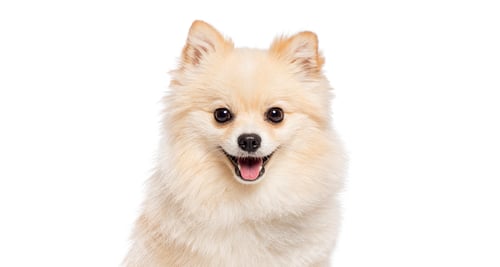 Preview: Head shot of Happy pomeranian dog panting on white background