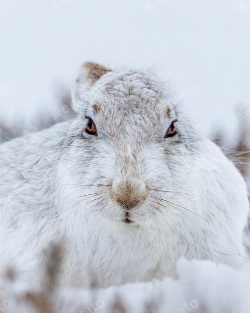 Preview: Snow-covered landscape with a rabbit in Mountain Hare in the snow Cairngorms