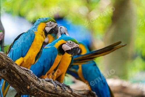 Preview: Group of colorful macaw on tree branches