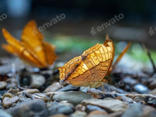 Preview: Closeup shot of a beautiful orange butterfly on stones in nature