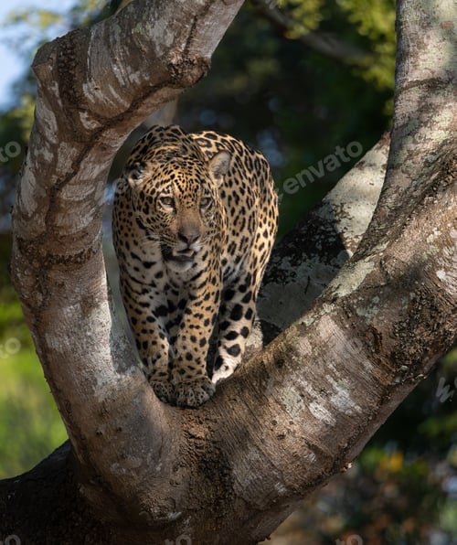 Preview: Jaguar in the Pantanal