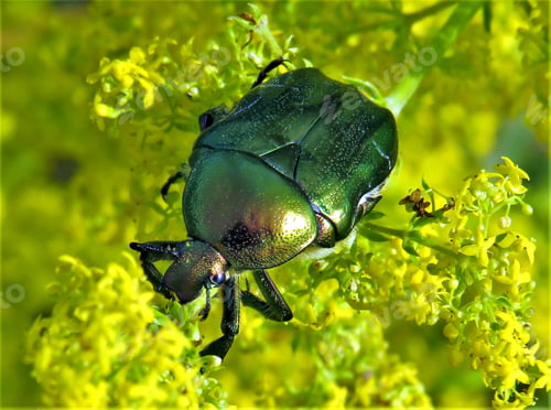 Preview: Cetonia aurata bug