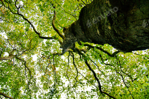 Preview: Textured tree trunk into the bright green foliage and branches of the canopy against the bright sky.