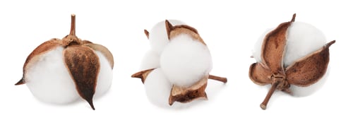 Preview: Fluffy cotton flowers isolated on white, set