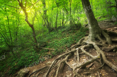 Preview: Into the forest.