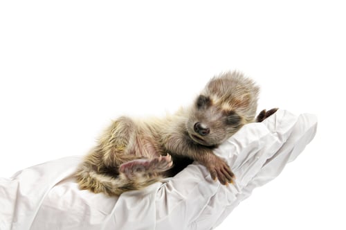 Preview: Baby Raccoon Sleeping Peacefully on White Cloth