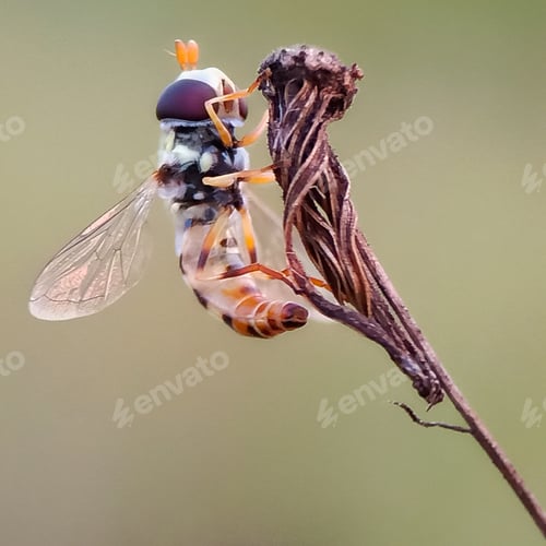 Preview: Hoverfly
